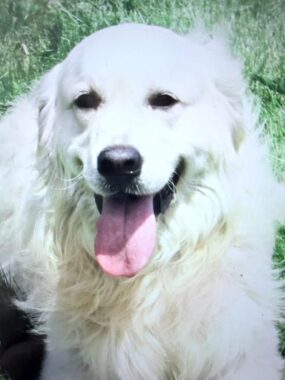 “Champ” – PERFECT ASHBURY OF MN ENGLISH GOLDEN 