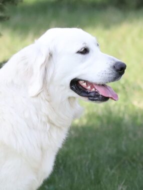 LAYLA “TRUE PASSION”of MN English Golden