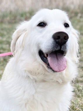 “BLISS” – Broadway Of MN English Golden
