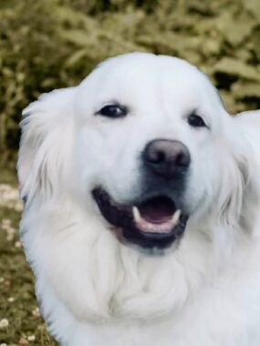 “SKYLER” – DEWMIST PARADISE OF MN ENGLISH GOLDEN