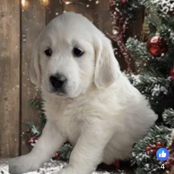 Christmas Pups